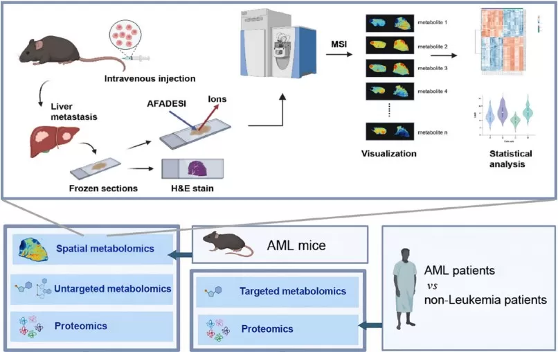 Spatial metabolomic techniques identify metabolic reprogramming features